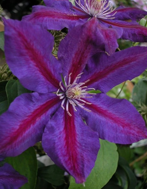 Клематис Вайлдфаер 1 шт Р9